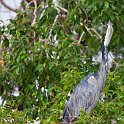 slides/IMG_3352.jpg grey, heron, bird, look, eye, colour, feather, safari, zambesi, zambia, wildlife SAVF17 - Victoria Falls - Grey Heron